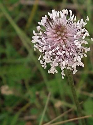 photo of Hoary Plantain