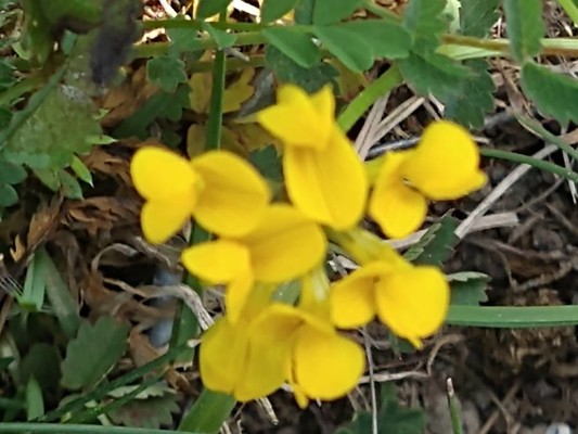 photo of Horseshoe Vetch