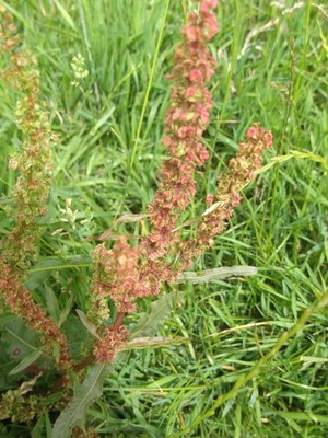 photo of Curled Dock
