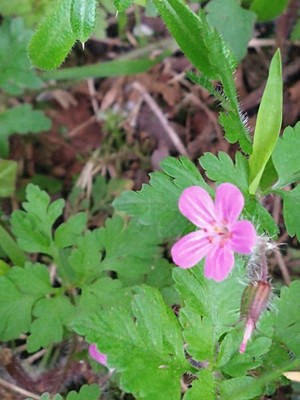 photo of Herb Robert