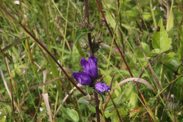 photo of Clustered Bellfower