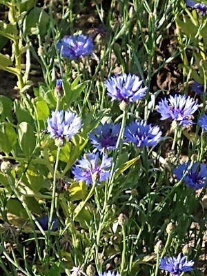 photo of Cornflower