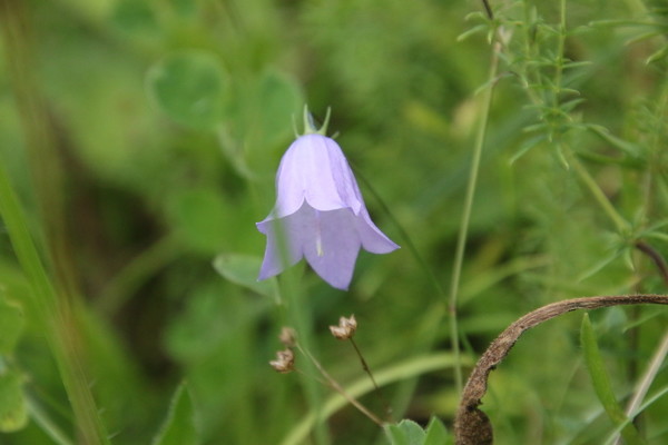 photo of Harebell