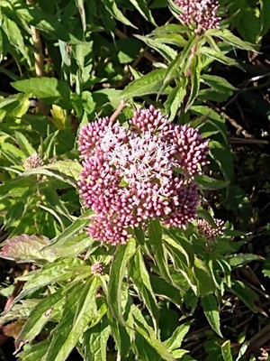 photo of Hemp Agrimony