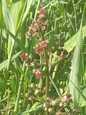 photo of Water Figwort