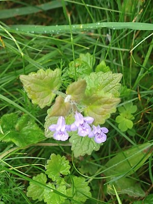 photo of Ground Ivy