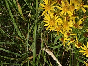 photo of Ragwort