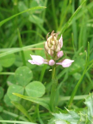 photo of Common Spotted Orchid