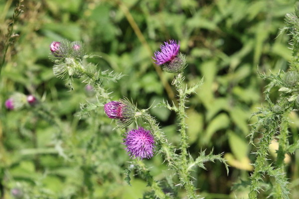 photo of Welted Thistle