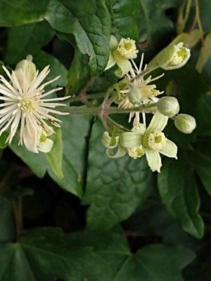 photo of Traveller's Joy