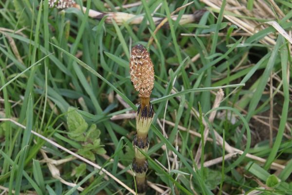 photo of Field Horsetail
