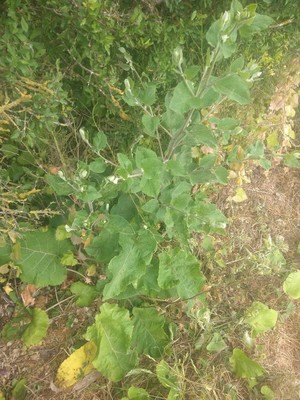 photo of Lesser Burdock
