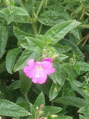 photo of Great Willowherb