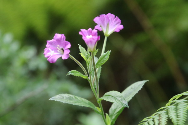 photo of Great Willowherb