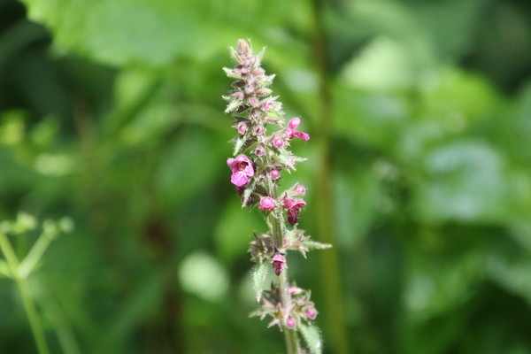 photo of Hedge Woundwort