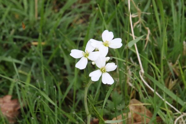 photo of Cuckoo Flower