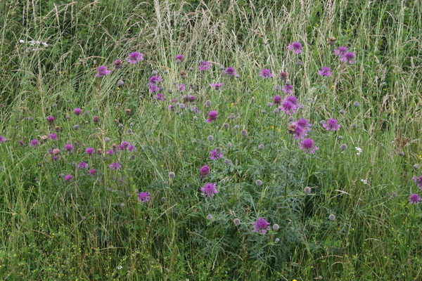 photo of Greater Knapweed
