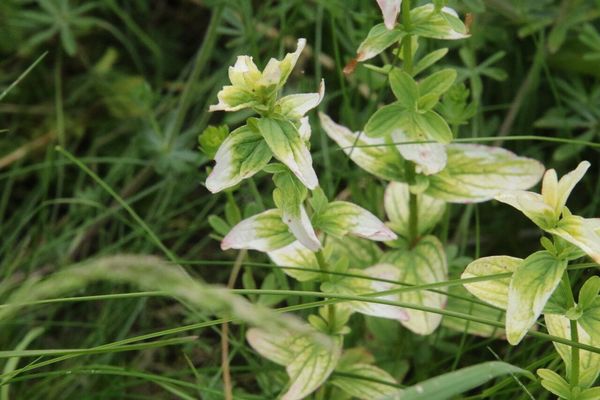 photo of Square Stalked St John's Wort
