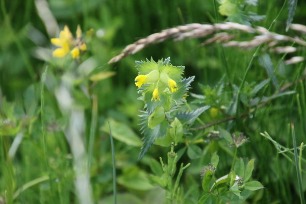 photo of Yellow Rattle