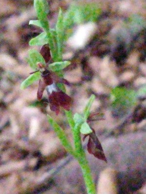 photo of Fly Orchid