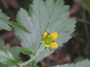 photo of Wood Avens