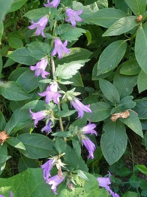 photo of Nettle Leaved Bellflower