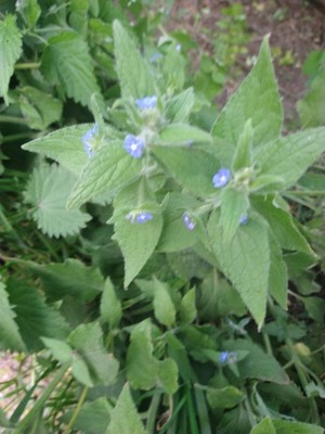 photo of Green Alkanet
