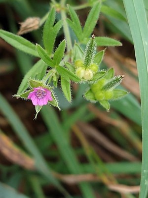 photo of Cut Leaved Crane's Bill