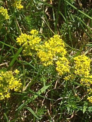 photo of Lady's Bedstraw