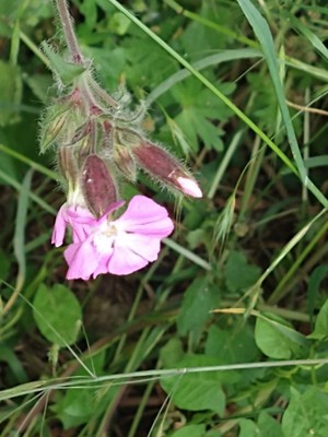 photo of Red Campion