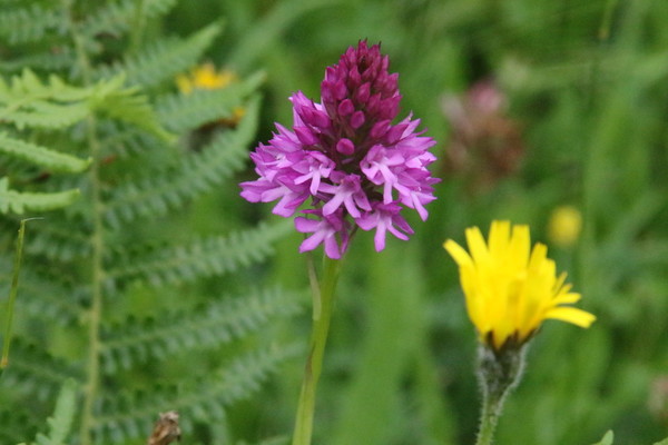 photo of Pyramidal Orchid
