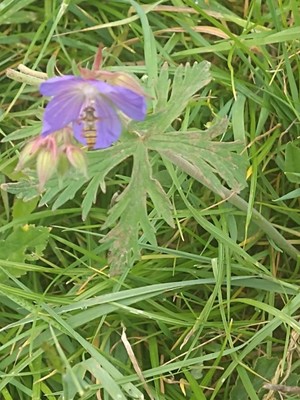 photo of Meadow Crane's Bill