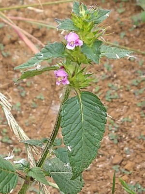 photo of Common Hemp Nettle