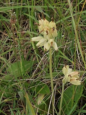 photo of Cowslip
