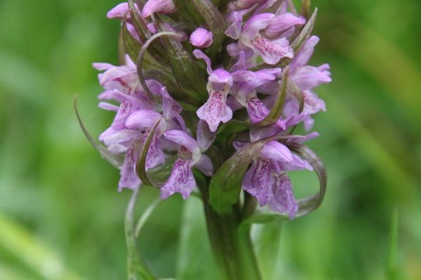 photo of Early Marsh Orchid