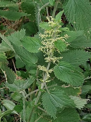 photo of Common Nettle