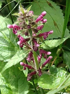 photo of Hedge Woundwort