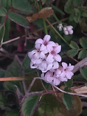photo of Sqinancywort