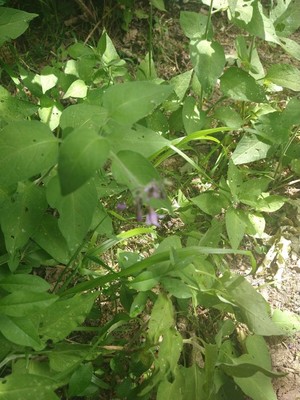 photo of Bittersweet