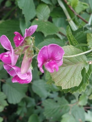 photo of Broad Leaved Everlasting Pea