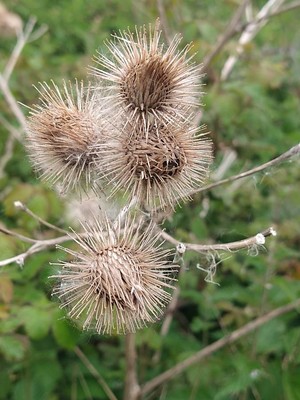 photo of Lesser Burdock