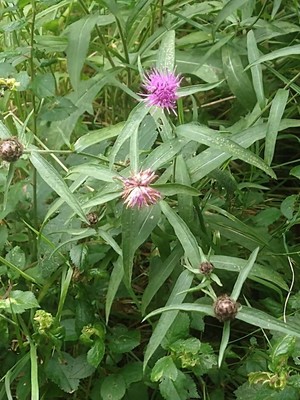 photo of Brown Knapweed