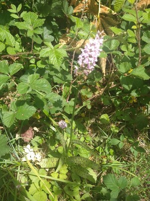 photo of Common Spotted Orchid