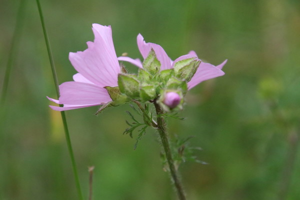 photo of Musk Mallow