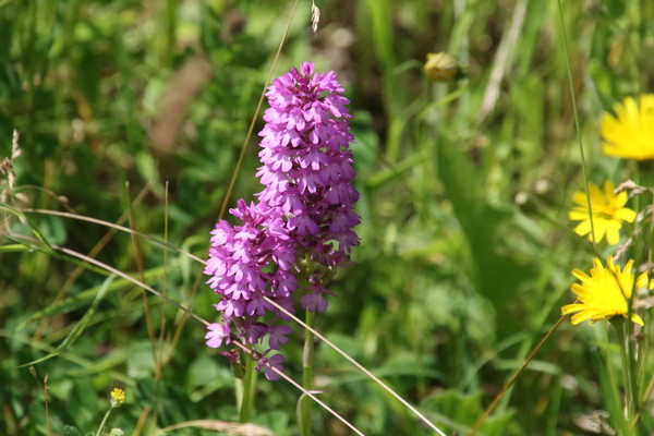 photo of Pyramidal Orchid