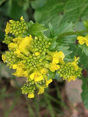 photo of Common Winter Cress