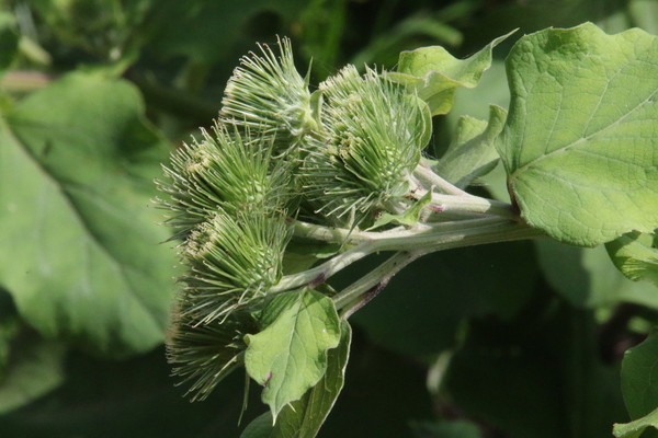 photo of Great Burdock