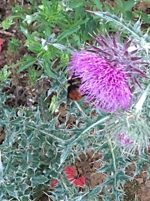 photo of Spear Thistle