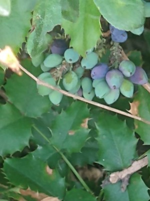 photo of Oregon Grape