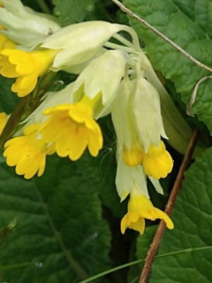 photo of Cowslip